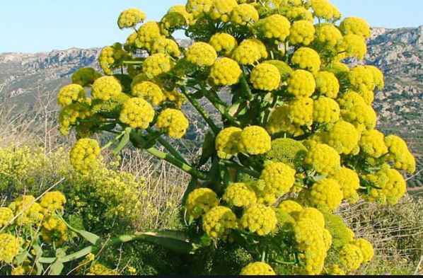 خرید گیاه دارویی آنغوزه + عمده